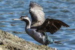 Spotted shag | Kawau tikitiki. Adult losing breeding plumage. Riverton, Aparima River mouth, August 2017. Image © Anja Köhler by Anja Köhler.