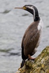 Spotted shag | Kawau tikitiki. Non-breeding adult. Evans Bay, Wellington, October 2016. Image © Paul Le Roy by Paul Le Roy.