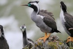 Spotted shag | Kawau tikitiki. Adults in partial breeding plumage. Firth of Thames, March 2011. Image © Jenny Atkins by Jenny Atkins.