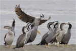 Spotted shag | Kawau tikitiki. Adults and juveniles at roost with adult bird landing. Ashley estuary, Canterbury, November 2012. Image © Steve Attwood by Steve Attwood.