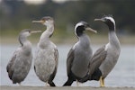 Spotted shag | Kawau tikitiki. Juveniles and adults in identical poses. Ashley estuary, Canterbury, November 2012. Image © Steve Attwood by Steve Attwood.