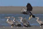 Spotted shag | Kawau tikitiki. Flock of juveniles roosting, one in flight landing. Ashley estuary, Canterbury, May 2014. Image © Steve Attwood by Steve Attwood.