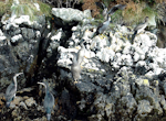 Spotted shag | Kawau tikitiki. Roosting flock of blue shags 'oliveri' subspecies. Stewart Island, January 2006. Image © Art Polkanov by Art Polkanov.