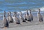 Spotted shag | Kawau tikitiki. Blue shag 'oliveri' subspecies adults and juveniles. Waitaha, West Coast, South Island, October 2011. Image © Dick Porter by John MacLennan.