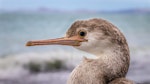 Spotted shag | Kawau tikitiki. Juvenile (close up of head). Awatere River, February 2020. Image © Derek Templeton by Derek Templeton.