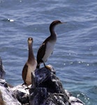 Spotted shag | Kawau tikitiki. Juvenile blue shags 'oliveri' subspecies. Ruapuke Island, December 2012. Image © Colin Miskelly by Colin Miskelly.