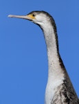 Spotted shag | Kawau tikitiki. Immature. Wanganui, July 2012. Image © Ormond Torr by Ormond Torr.