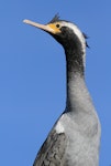 Spotted shag | Kawau tikitiki. Immature. Wanganui, July 2012. Image © Ormond Torr by Ormond Torr.