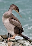 Spotted shag | Kawau tikitiki. Juvenile. Boulder Bank, Nelson, February 2011. Image © Rebecca Bowater FPSNZ by Rebecca Bowater FPSNZ.