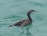 Spotted shag | Kawau tikitiki. Immature 'blue shag' subspecies swimming. Bluff, November 2013. Image © Alan Tenyson by Alan Tennyson.