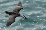 Spotted shag | Kawau tikitiki. Dorsal view of adult in breeding plumage in flight with nesting material. Otago Peninsula, September 2011. Image © Glenda Rees by Glenda Rees.