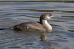 Spotted shag | Kawau tikitiki. Juvenile swimming. Avon-Heathcote estuary, Canterbury, March 2011. Image © Steve Attwood by Steve Attwood.