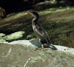 Spotted shag | Kawau tikitiki. Juvenile blue shag 'oliveri' subspecies. Port Pegasus, Stewart Island, October 1969. Image © Department of Conservation (image ref: 10046972) by Chris Smuts-Kennedy, Department of Conservation.