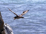 Spotted shag | Kawau tikitiki. Juvenile blue shag 'oliveri' subspecies in flight. Ruapuke Island, December 2012. Image © Colin Miskelly by Colin Miskelly.