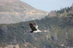 Spotted shag | Kawau tikitiki. Immature in flight. Queen Charlotte Sound, January 2012. Image © John Kearvell by John Kearvell.