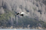 Spotted shag | Kawau tikitiki. Immature in flight. Queen Charlotte Sound, January 2012. Image © John Kearvell by John Kearvell.