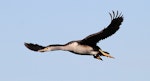 Spotted shag | Kawau tikitiki. Immature in flight. Wanganui, July 2012. Image © Ormond Torr by Ormond Torr.