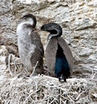 Spotted shag | Kawau tikitiki. Adult and chick on nest. Marlborough Sounds, November 2009. Image © Rebecca Bowater FPSNZ by Rebecca Bowater FPSNZ.