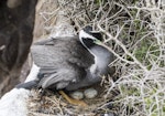 Spotted shag | Kawau tikitiki. Adult at nest with 2 eggs. Moeraki, October 2016. Image © Kathy Reid by Kathy Reid.