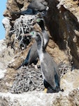 Spotted shag | Kawau tikitiki. Adults at nest. Mokopuna Island, Wellington Harbour, October 2010. Image © Alan Tennyson by Alan Tennyson.