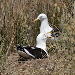 Southern black-backed gull | Karoro. Pair at nest. Whanganui, November 2008. Image © Ormond Torr by Ormond Torr.