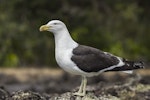 Southern black-backed gull | Karoro. Adult. Rangitoto Island, December 2017. Image © Oscar Thomas by Oscar Thomas.