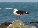 Southern black-backed gull | Karoro. Adult. Kaikoura coast, February 2009. Image © James Mortimer by James Mortimer.