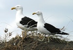 Southern black-backed gull | Karoro. Male and female at nest site. Whangaehu River estuary, December 2013. Image © Ormond Torr by Ormond Torr.