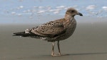 Southern black-backed gull | Karoro. Immature. Whanganui, February 2008. Image © Ormond Torr by Ormond Torr.