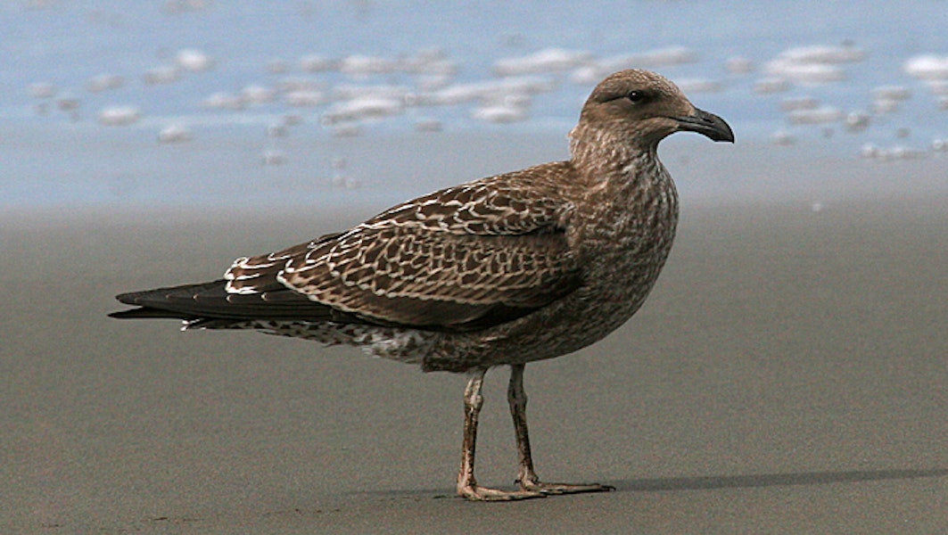 Southern black-backed gull | Karoro. Immature. Whanganui, February 2008. Image © Ormond Torr by Ormond Torr.