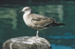 Southern black-backed gull | Karoro. Immature. Image © Department of Conservation by Fred Kinsky.