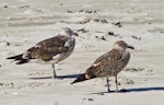 Southern black-backed gull | Karoro. Different stages of immature plumage - the bird to the left is older. Spirits Bay, April 2011. Image © Raewyn Adams by Raewyn Adams.