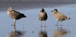 Southern black-backed gull | Karoro. Juveniles. Whanganui, January 2011. Image © Ormond Torr by Ormond Torr.