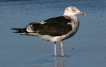 Southern black-backed gull | Karoro. Immature. Whanganui, March 2008. Image © Ormond Torr by Ormond Torr.