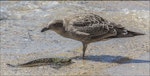 Southern black-backed gull | Karoro. Immature feeding on moribund spotted stargazer. Wellington Harbour, February 2015. Image © Steven Schwartzman by Steven Schwartzman.