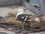 Southern black-backed gull | Karoro. Adult on nest built on wharf. Gulf Harbour, North Auckland, December 2007. Image © Josie Galbraith by Josie Galbraith.