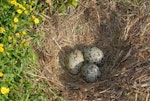 Southern black-backed gull | Karoro. Nest with 3 eggs. Kapiti Island, November 2006. Image © Peter Reese by Peter Reese.