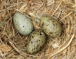 Southern black-backed gull | Karoro. Three eggs in nest. Turakina River estuary, October 2010. Image © Ormond Torr by Ormond Torr.