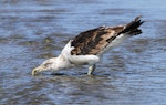 Southern black-backed gull | Karoro. Immature assuming adult plumage. Whanganui, February 2013. Image © Ormond Torr by Ormond Torr.