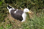 Southern black-backed gull | Karoro. Adult on nest. Matiu/Somes Island, Wellington, December 2006. Image © Ian Armitage by Ian Armitage.