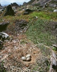 Southern black-backed gull | Karoro. Nest with 3 eggs. Kapiti Island, January 1989. Image © Colin Miskelly by Colin Miskelly.