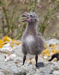 Southern black-backed gull | Karoro. Chick. Boulder Bank, Nelson, December 2011. Image © Rebecca Bowater FPSNZ by Rebecca Bowater FPSNZ.