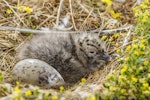 Southern black-backed gull | Karoro. Newly hatched chick and egg in nest. Awarua Bay, January 2015. Image © Glenda Rees by Glenda Rees.