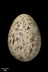 Southern black-backed gull | Karoro. Egg 67.4 x 47.4 mm (NMNZ OR.019765, collected by Frederich-Carl Kinsky). Baring Head, Wellington, November 1950. Image © Te Papa by Jean-Claude Stahl.