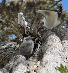 Southern black-backed gull | Karoro. Parents with chick at the nest, high up on a pohutukawa. Wenderholm Regional Park, December 2014. Image © Marie-Louise Myburgh by Marie-Louise Myburgh.