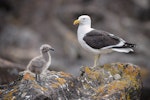 Southern black-backed gull | Karoro. Adult, chick and abandoned egg. Mount Maunganui, December 2012. Image © Tony Whitehead by Tony Whitehead.