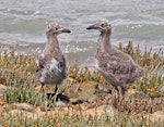 Southern black-backed gull | Karoro. Two chicks beside the sea. Nelson Haven, December 2014. Image © Rebecca Bowater by Rebecca Bowater FPSNZ AFIAP.