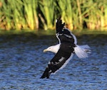 Southern black-backed gull | Karoro. Adult in flight. Whanganui, March 2012. Image © Ormond Torr by Ormond Torr.