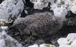 Southern black-backed gull | Karoro. Large chick. Friday Island, Auckland Islands, January 2018. Image © Colin Miskelly by Colin Miskelly.