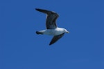 Southern black-backed gull | Karoro. Third-year bird in flight. Wellington Harbour, October 2007. Image © Peter Reese by Peter Reese.